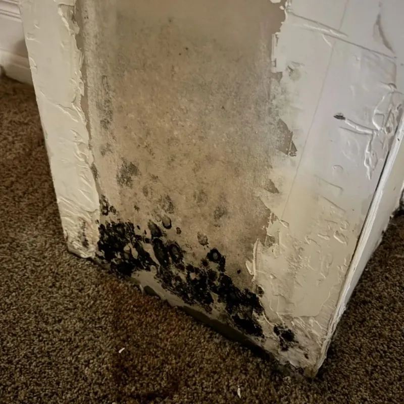 Professional Mold Removal in Greenwood, IN